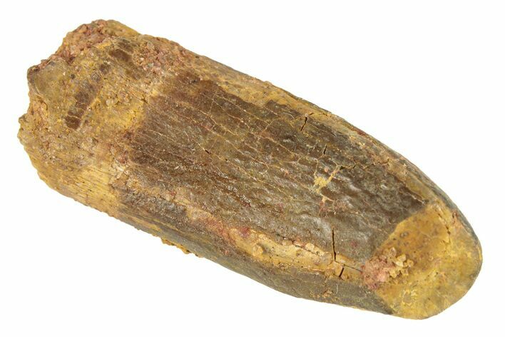 Fossil Sauropod Dinosaur (Titanosaur) Tooth - Morocco #248859